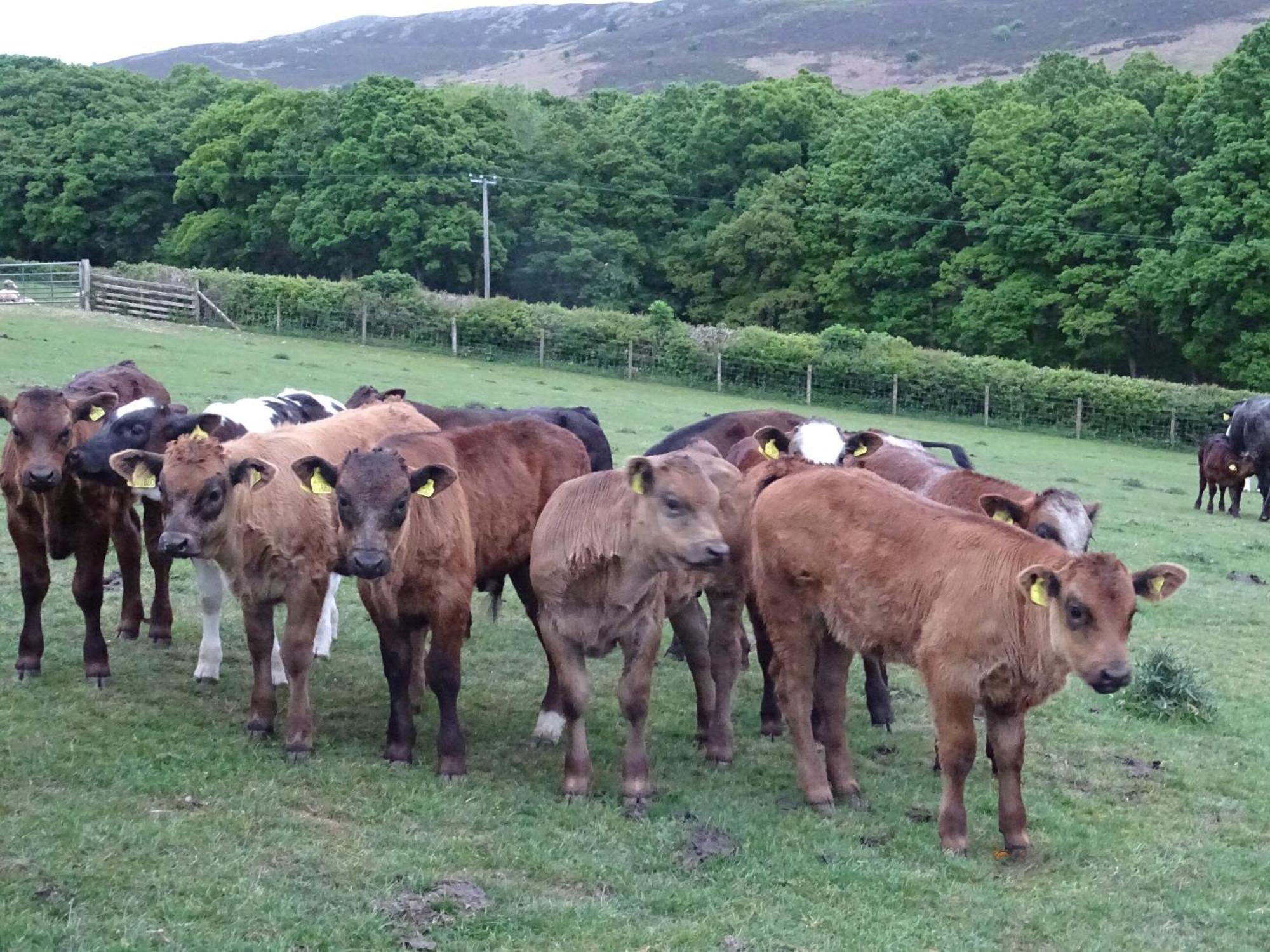 Glan Wye * Rhayader
